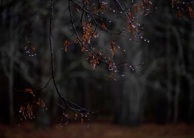 Raindrops on tree branches