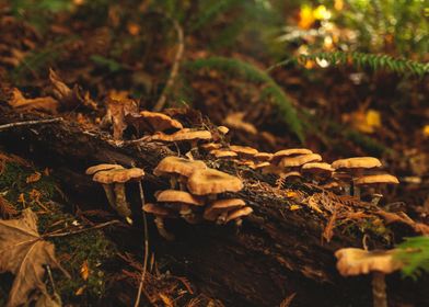 Honey Mushrooms on a Log