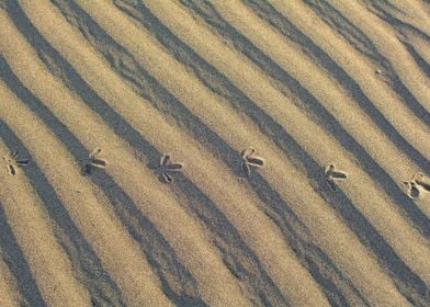Bird Footprints in sand