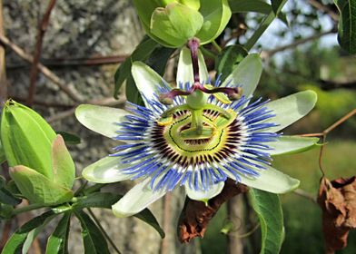 Blue Crown Passionflower