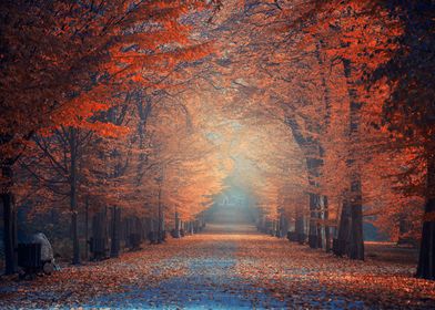 Misty morning park Poland