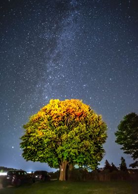 The Tree and The Stars