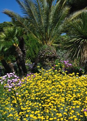 Palm Tree and flowers