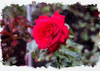  Red Rose