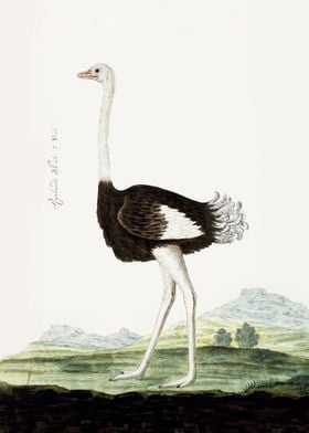 Common Ostrich