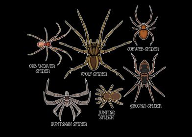 Spider Species Arachnid