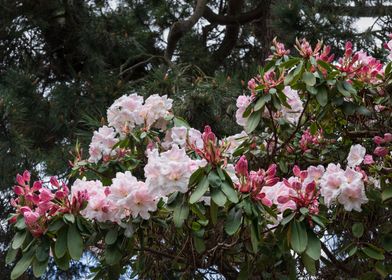 Rhododendron Loderi