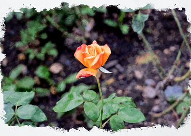 Orange Flower