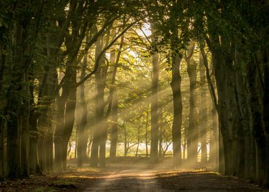 Sunset autumn forest