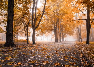 Autumn trees in Park