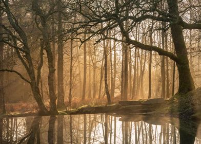 Autumn forest with lake