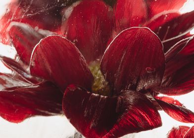 Red chrysanthemum in ice 3