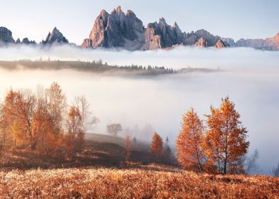 Carpathian mountain forest