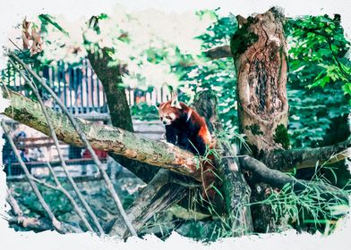 Red Panda