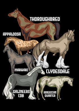 Horse Breeds Horse Riding 