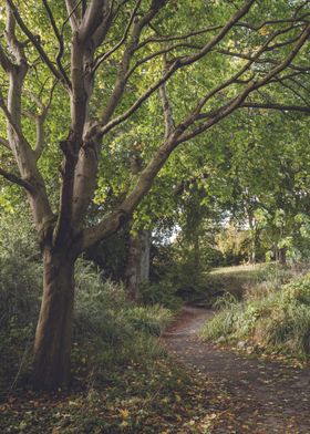 A Woodland Autumn