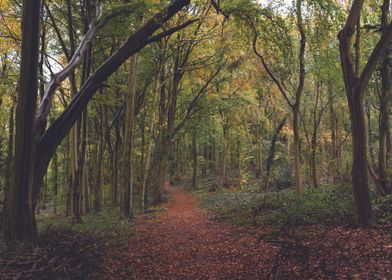 The Dark Autumn Forest