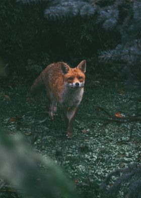 The Fox and Window 1