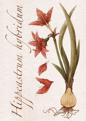 Amaryllis flower  