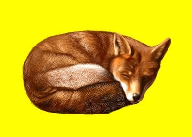 Sleeping fox