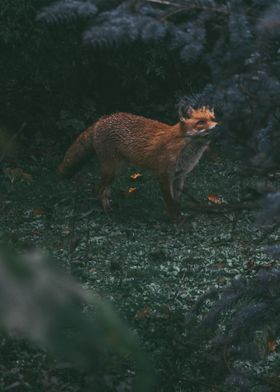 The Fox and Window 2