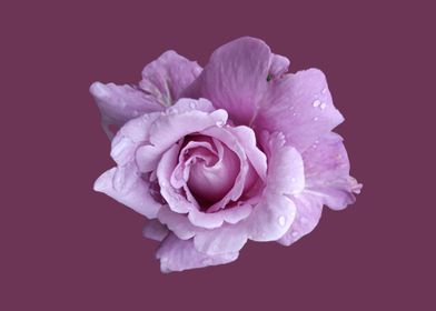 Lilac rose blossom