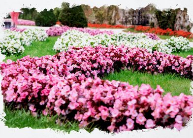 Field of Flowers