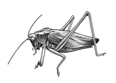 Grasshopper