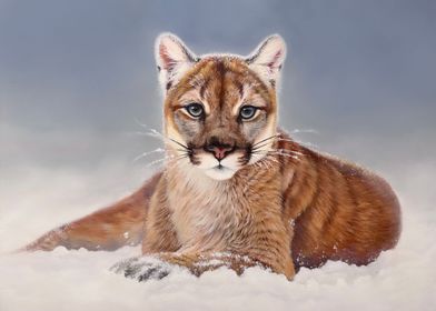 Mountain Lion in the Snow