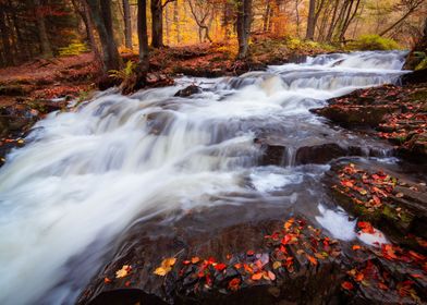 Autumn Stream