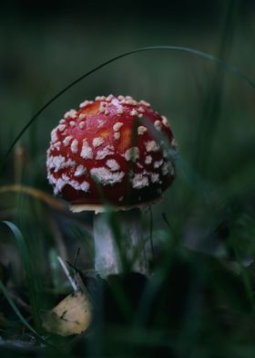 Lovely mushroom