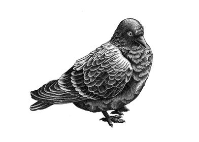 Pigeon