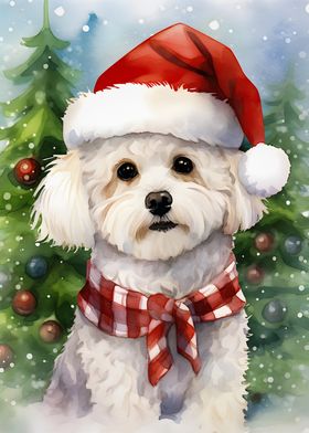 Bichon Frise Christmas pai