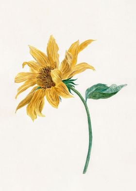 Branch with a sunflower