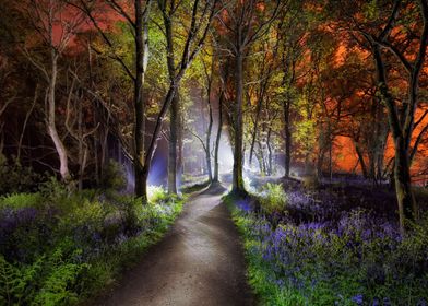 Scottish Bluebell Forest