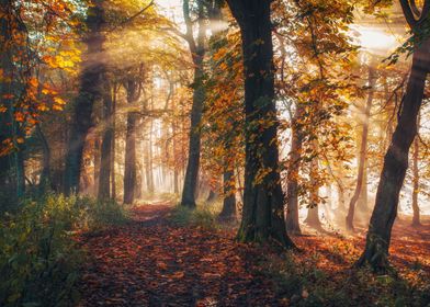 Autumn at Templeton Woods