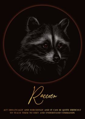 Raccoon