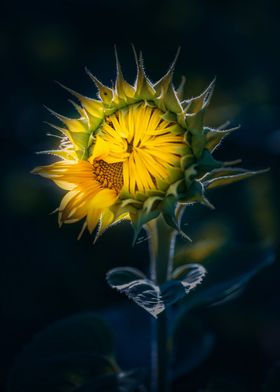 Yellow Sunflowers field