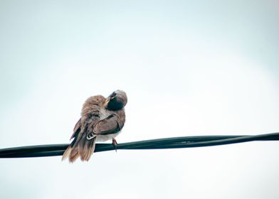 bird preening on wire