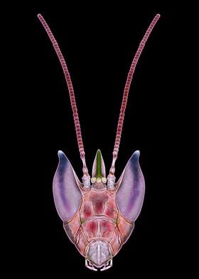 Pink Orchid Mantis Head 