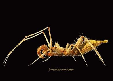 Arachnid Draculoides