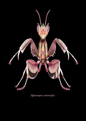 Pink Orchid Mantis