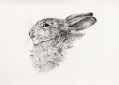 Head of a rabbit