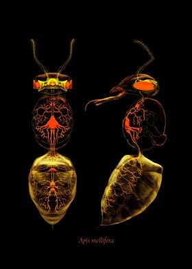 Honey Bee Anatomy