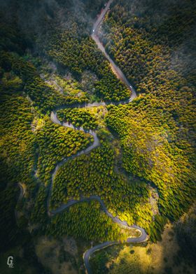 Forest Snake Road