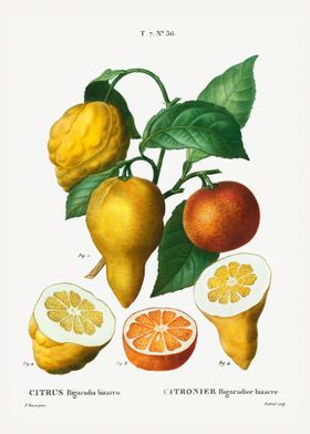 Citrus