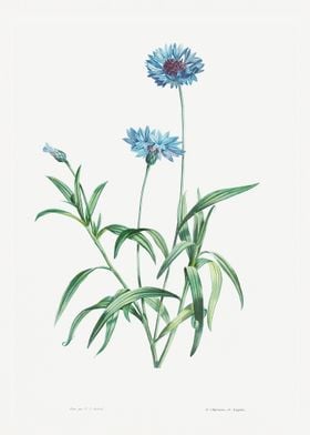 Cornflower