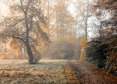 Autumn misty morning alley