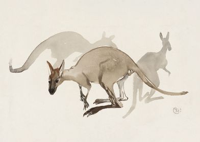 Kangaroos