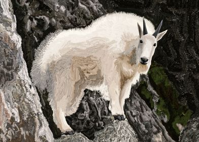 Mountain goat